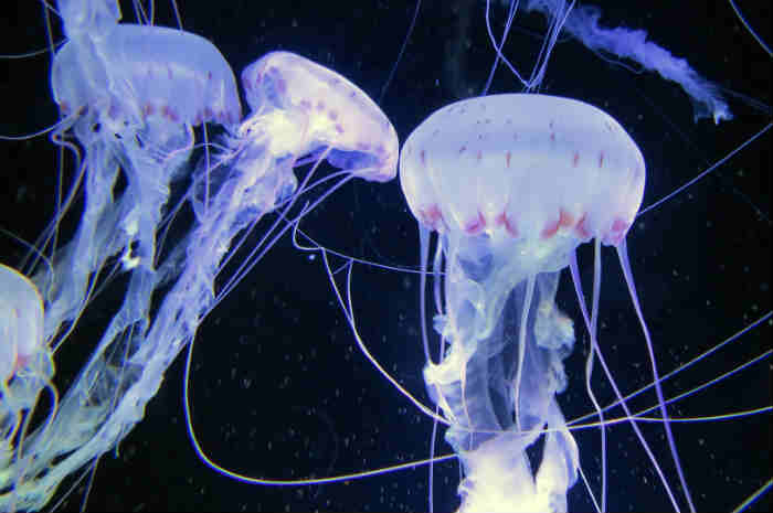 Punture di medusa, cosa fare e cosa non fare