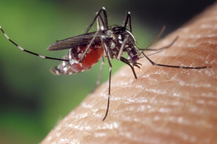 west nile virus