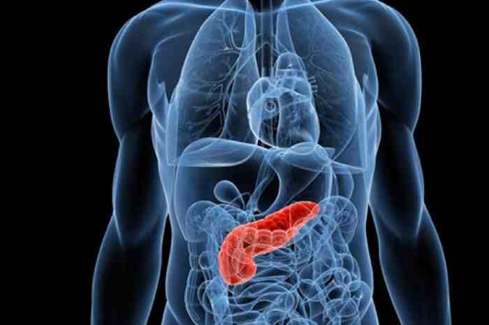 Anatomia e funzioni del pancreas