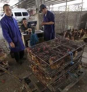 H5N1 e H7N9, torna l'incubo aviaria.