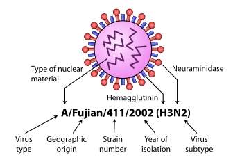 Isolato ceppo influenzale in Piemonte, si tratta del virus A/H3